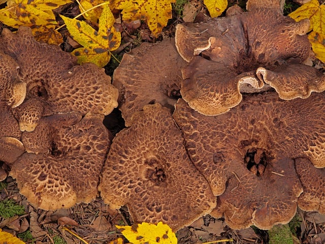 Free download mushrooms leaves fall forest floor free picture to be edited with GIMP free online image editor