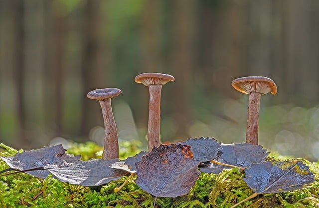 Free download mushrooms leaves moss forest floor free picture to be edited with GIMP free online image editor