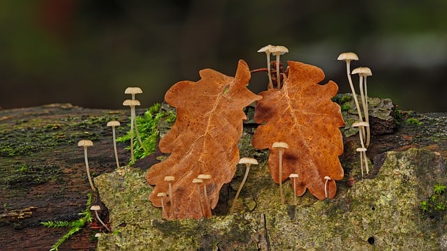 Free download mushrooms leaves wood moss free picture to be edited with GIMP free online image editor