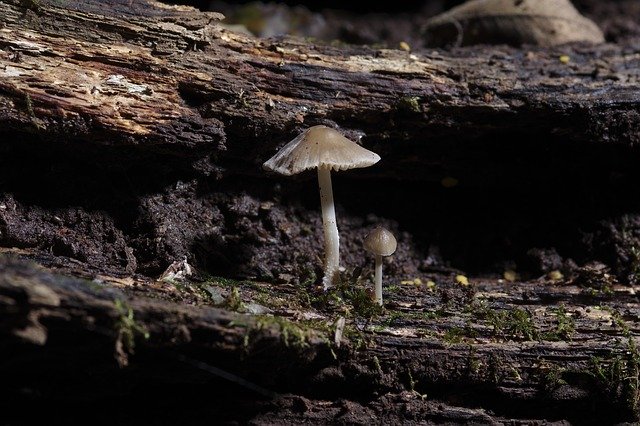 Free download Mushrooms Logs Forest -  free photo or picture to be edited with GIMP online image editor