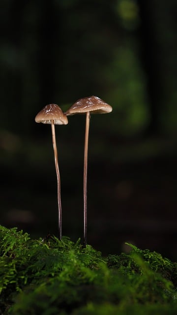 Free download mushroom small mushroom free picture to be edited with GIMP free online image editor