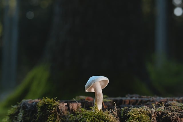 Free download mushroom small mushroom disc fungus free picture to be edited with GIMP free online image editor