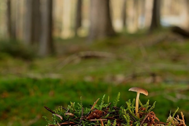 Free download mushroom small mushroom forest floor free picture to be edited with GIMP free online image editor