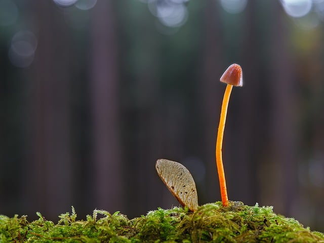 Free download mushroom small mushroom helmling free picture to be edited with GIMP free online image editor