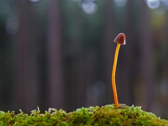 Free download mushroom small mushroom moss forest free picture to be edited with GIMP free online image editor