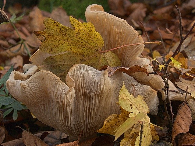 Template Photo Mushrooms Maple Leaf Disc Fungus -  for OffiDocs
