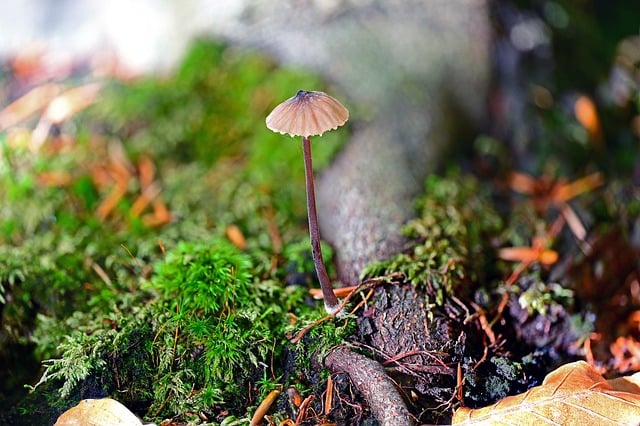 Free download mushrooms mini mushrooms helmling free picture to be edited with GIMP free online image editor