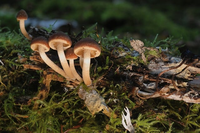 Free graphic mushrooms moss branch wood fungi to be edited by GIMP free image editor by OffiDocs