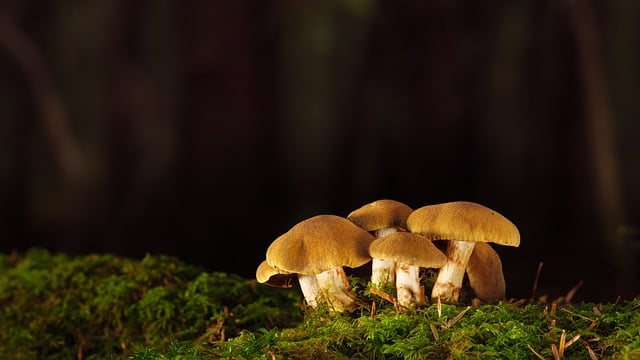 Free download mushrooms moss fall mycology free picture to be edited with GIMP free online image editor