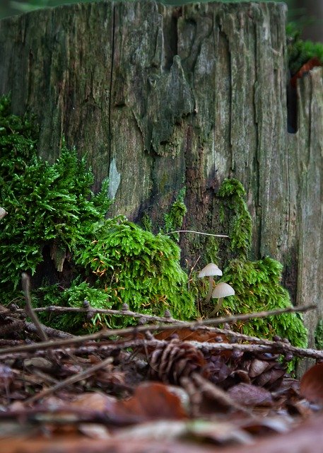 הורדה חינם Mushrooms Moss Forest - תמונה או תמונה בחינם לעריכה עם עורך התמונות המקוון GIMP
