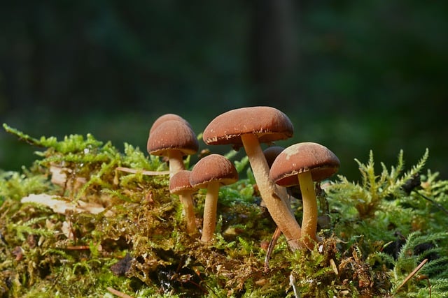Free download mushrooms moss forest floor forest free picture to be edited with GIMP free online image editor