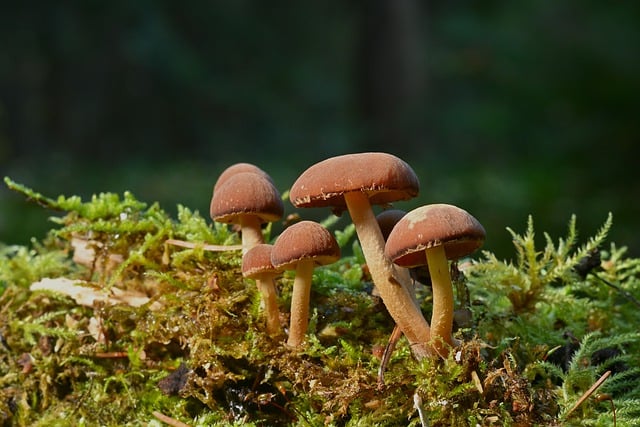 Gratis download paddestoelen mos bosbodem bos gratis foto om te bewerken met GIMP gratis online afbeeldingseditor