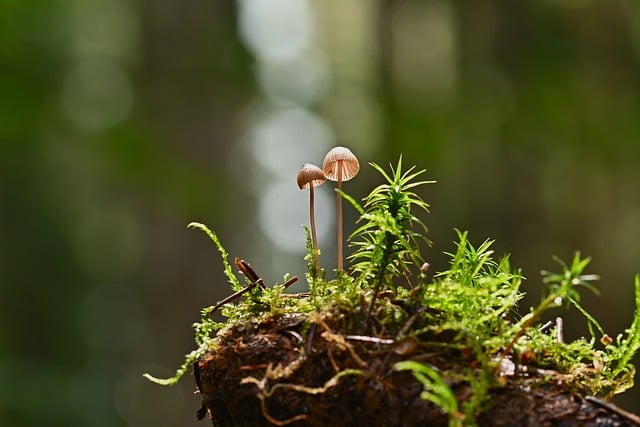 Free graphic mushrooms moss helmetlings root to be edited by GIMP free image editor by OffiDocs