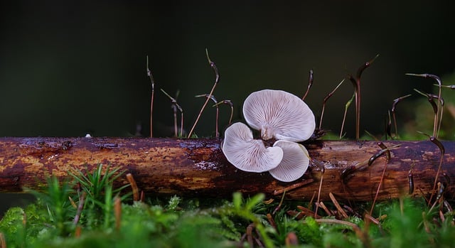 Free download mushrooms moss wood fungus fall free picture to be edited with GIMP free online image editor