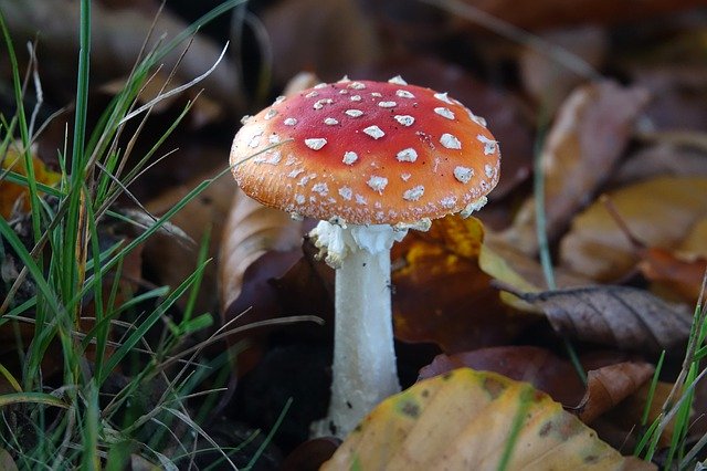 免费下载 Mushrooms Mushroom Fly Agaric - 可使用 GIMP 在线图像编辑器编辑的免费照片或图片