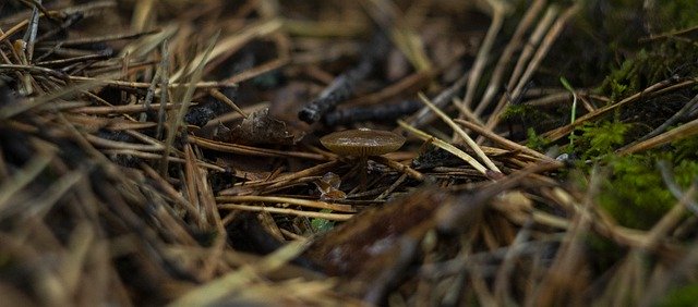 무료 다운로드 Mushrooms Mushroom Nature - 무료 사진 또는 GIMP 온라인 이미지 편집기로 편집할 수 있는 사진