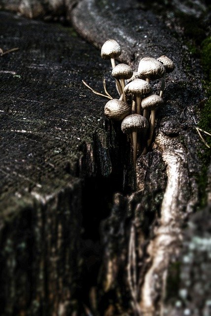 Free download Mushrooms Mushroom Trunk In The -  free photo or picture to be edited with GIMP online image editor