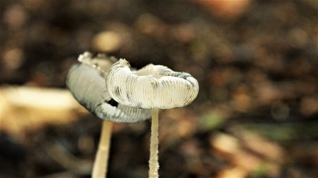 Bezpłatne pobieranie darmowego zdjęcia mikologii grzybów do edycji za pomocą bezpłatnego edytora obrazów online GIMP