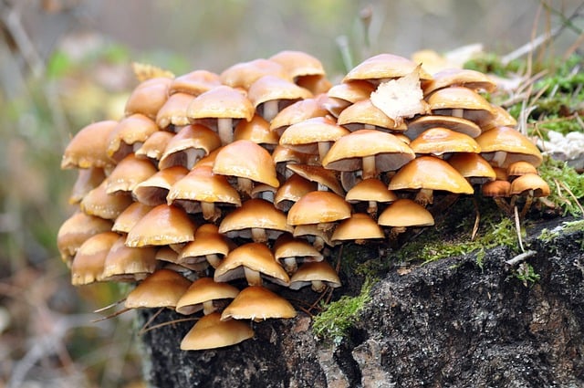 김프 무료 온라인 이미지 편집기로 편집할 수 있는 무료 다운로드 버섯 균학 가을 숲 무료 사진