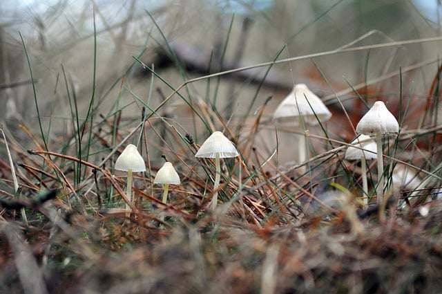 Free download mushrooms mycology autumn nature free picture to be edited with GIMP free online image editor