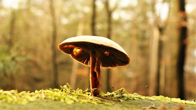Free download mushrooms mycology forest nature free picture to be edited with GIMP free online image editor