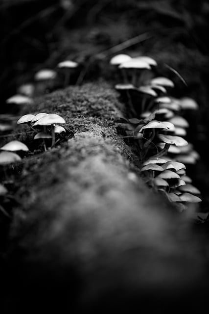 Scarica gratuitamente l'immagine gratuita di funghi micologia forestali da modificare con l'editor di immagini online gratuito GIMP