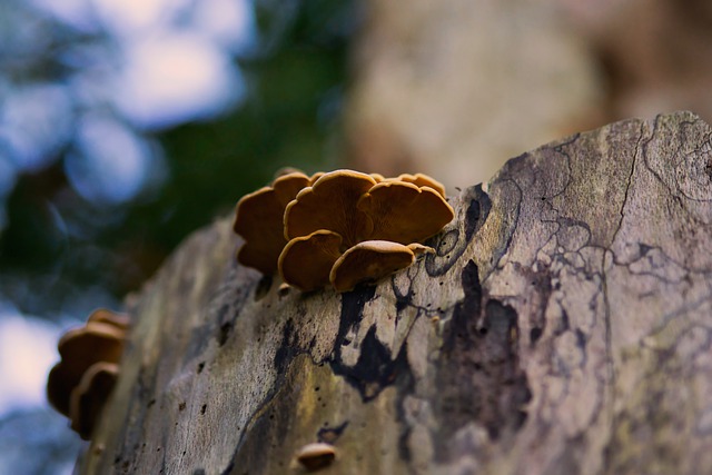 Free download mushrooms mycology fungi nature free picture to be edited with GIMP free online image editor