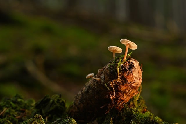 Free download mushrooms mycology growth nature free picture to be edited with GIMP free online image editor
