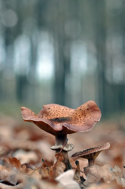 Free download mushrooms mycology nature forest free picture to be edited with GIMP free online image editor