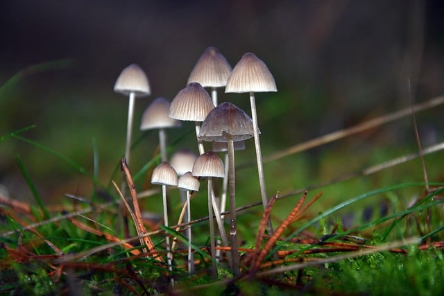 Free download mushrooms mycology nature science free picture to be edited with GIMP free online image editor