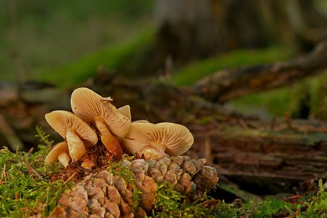 Free download mushrooms mycology toadstool free picture to be edited with GIMP free online image editor