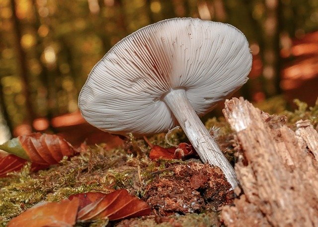 Free download Mushrooms Nature Autumn -  free photo or picture to be edited with GIMP online image editor