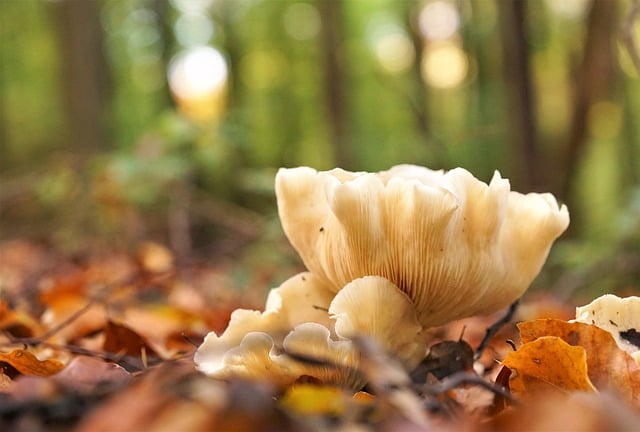 Free download mushrooms nature autumn forest free picture to be edited with GIMP free online image editor