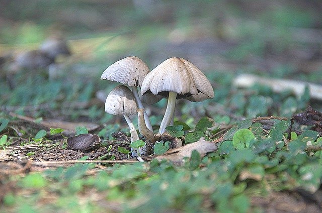 Free picture Mushrooms Nature Forest -  to be edited by GIMP free image editor by OffiDocs