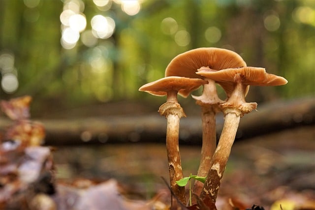 Free download mushrooms nature forest autumn free picture to be edited with GIMP free online image editor