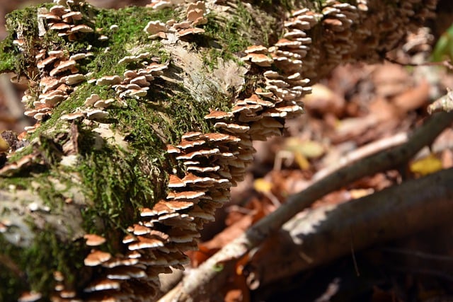 Free download mushrooms nature growth forest free picture to be edited with GIMP free online image editor