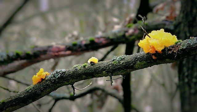Unduh gratis Mushrooms Parasites Forest - foto atau gambar gratis untuk diedit dengan editor gambar online GIMP