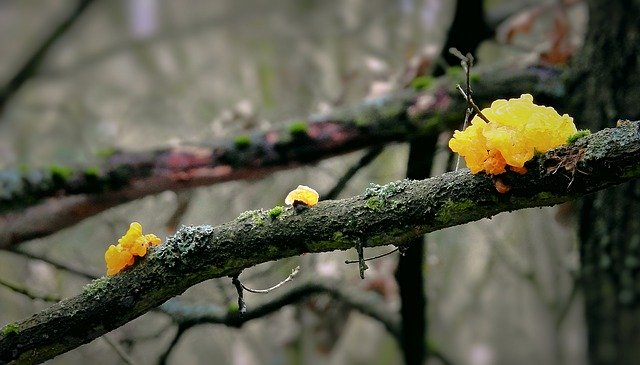 ດາວໂຫຼດຟຣີ Mushrooms Parasites Forest - ຮູບພາບຫຼືຮູບພາບທີ່ບໍ່ເສຍຄ່າເພື່ອແກ້ໄຂດ້ວຍຕົວແກ້ໄຂຮູບພາບອອນໄລນ໌ GIMP