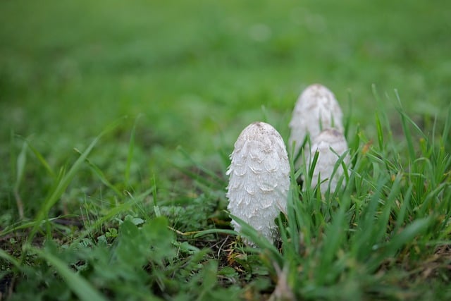 Free download mushrooms parasol edible boletus free picture to be edited with GIMP free online image editor