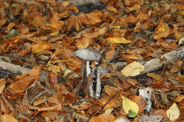 Free download Mushrooms Picnic Natural -  free photo or picture to be edited with GIMP online image editor