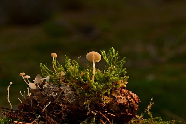 Free download mushrooms pine cone fungi symbiosis free picture to be edited with GIMP free online image editor