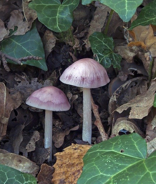 Free download Mushrooms Pink-Bonnet Nature -  free photo or picture to be edited with GIMP online image editor
