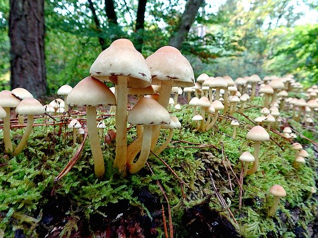 Template Photo Mushrooms Plants Fall -  for OffiDocs
