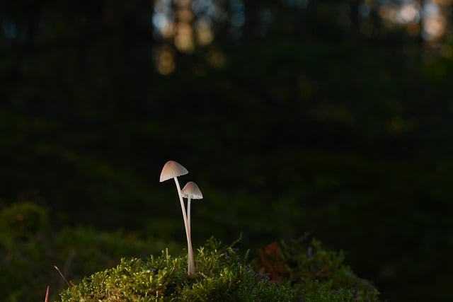 Free download mushrooms plants toadstool mycology free picture to be edited with GIMP free online image editor