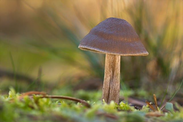 Free download mushroom sponge agaric free picture to be edited with GIMP free online image editor