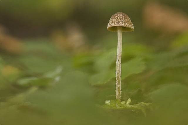 Free download mushroom sponge agaric helmling free picture to be edited with GIMP free online image editor