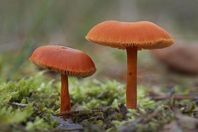 Free download mushroom sponge agaric paint funnel free picture to be edited with GIMP free online image editor