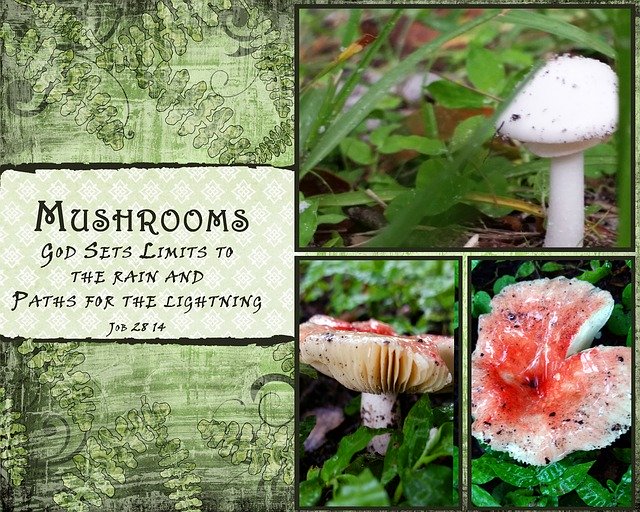 Free download Mushrooms Quotes White -  free illustration to be edited with GIMP free online image editor