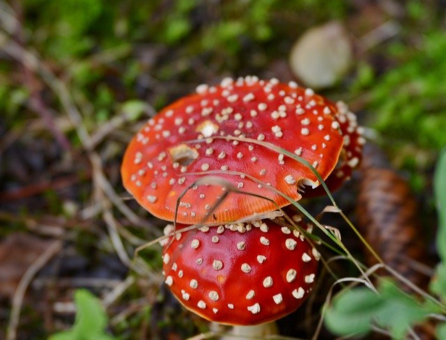 Darmowe pobieranie Mushrooms Red With White Dots Fly - darmowe zdjęcie lub obraz do edycji za pomocą internetowego edytora obrazów GIMP