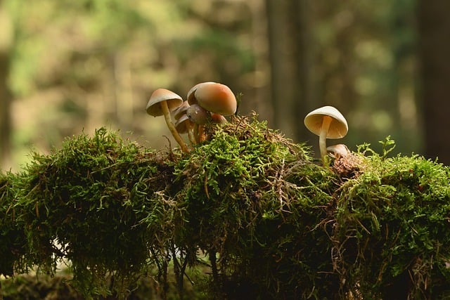 Free download mushrooms root moss forest floor free picture to be edited with GIMP free online image editor